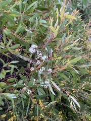 Eucalyptus nitida