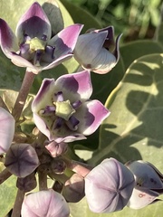 Calotropis procera