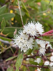 Eucalyptus nitida