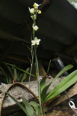 Oncidium alexandrae