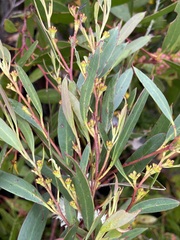 Eucalyptus nitida
