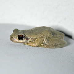 Litoria balatus