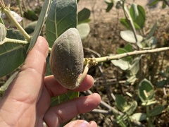 Calotropis procera