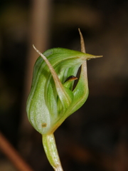 Pterostylis montana