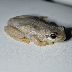 Litoria balatus