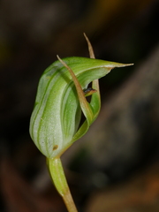 Pterostylis montana