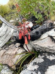 Blandfordia punicea