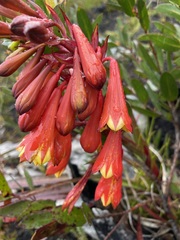 Blandfordia punicea