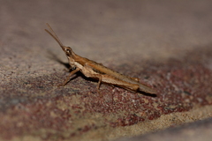 Pyrgomorpha