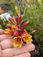 Blandfordia punicea