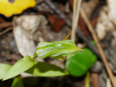 Pterostylis montana