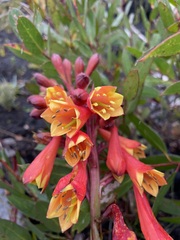 Blandfordia punicea