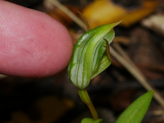 Pterostylis montana