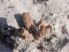 Callyspongia