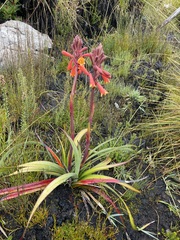 Blandfordia punicea