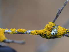 Polycauliona polycarpa