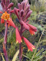 Blandfordia punicea