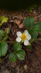 Fragaria chiloensis