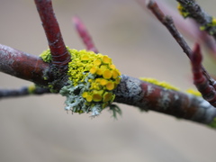 Polycauliona polycarpa