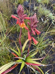 Blandfordia punicea