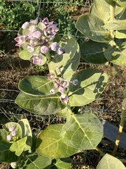 Calotropis procera