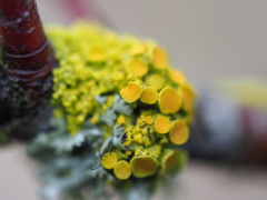 Polycauliona polycarpa