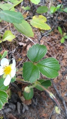 Fragaria chiloensis