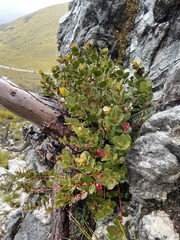 Eucalyptus vernicosa