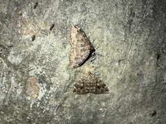 Triphosa dubitata