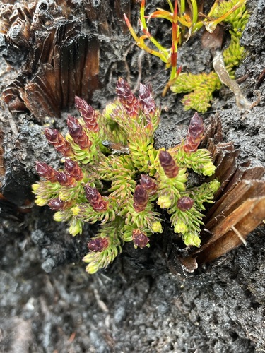 Image of Lateristachys diffusa by (c) Matt Berger, some rights reserved (CC BY)