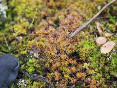 Syntrichia