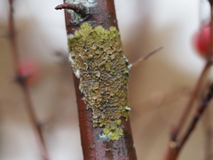 Melanelixia subaurifera