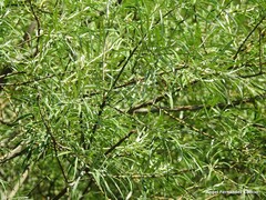Salix eleagnos