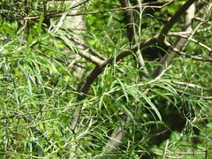 Salix eleagnos