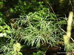 Salix eleagnos