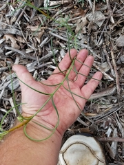 Asclepias linearis