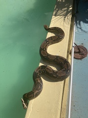 Boa constrictor