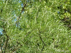 Salix eleagnos