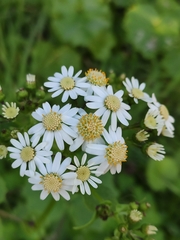 Pericallis steetzii