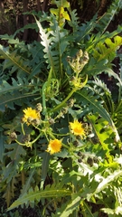 Sonchus hierrensis