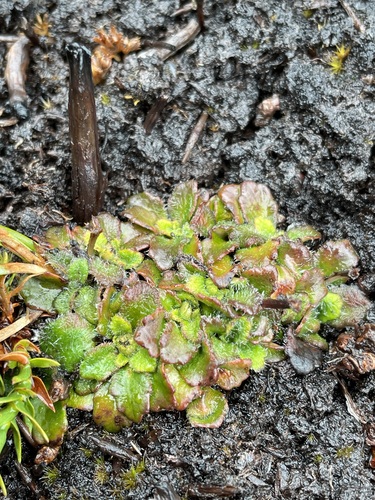tiny flannel flower (Actinotus bellidioides)