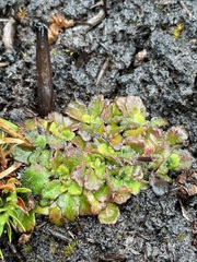 Actinotus bellidioides