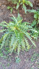 Sonchus hierrensis