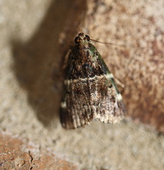 Orthaga atribasalis