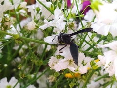 Vespidae