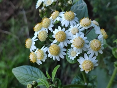 Pericallis steetzii