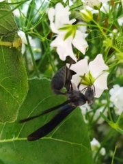 Vespidae