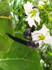 Vespidae