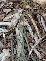 Asclepias linearis