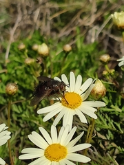 Tachina canariensis